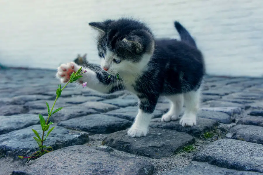 kwiaty bezpieczne dla kota